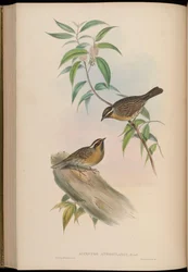 Accentor Atrogularis = Prunella Atrogularis